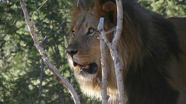 Lion behind bare branches in the bush