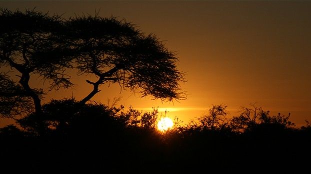 Silhouette of an acacia against an orange sunset