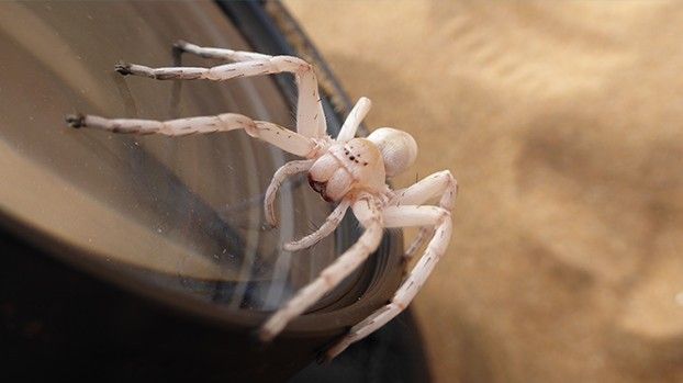 White spider on a camera lens