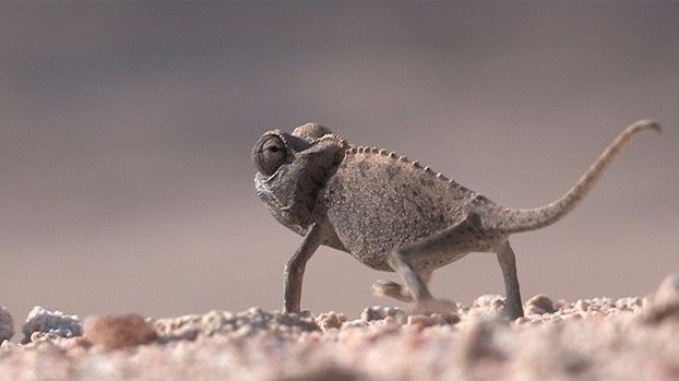 Namaqua chameleon on gravel