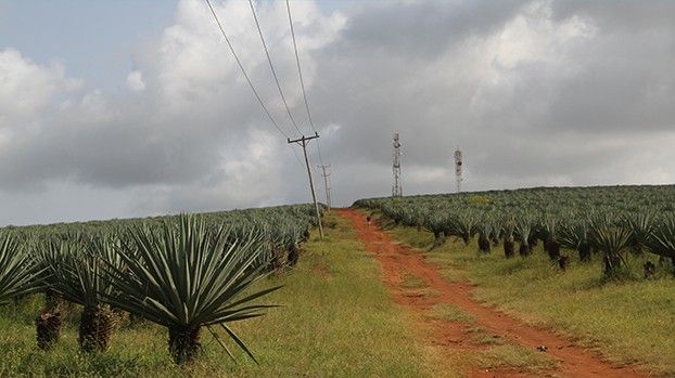 Sisal plantation with a red dirt track and power poles